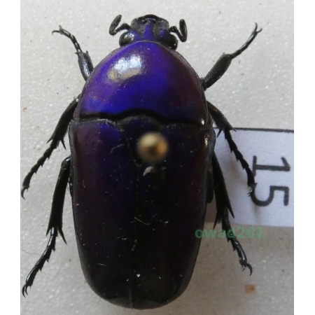 Chlorocala africana oertzeni Kolbe, 1895 ex. ovo Tanzania15
